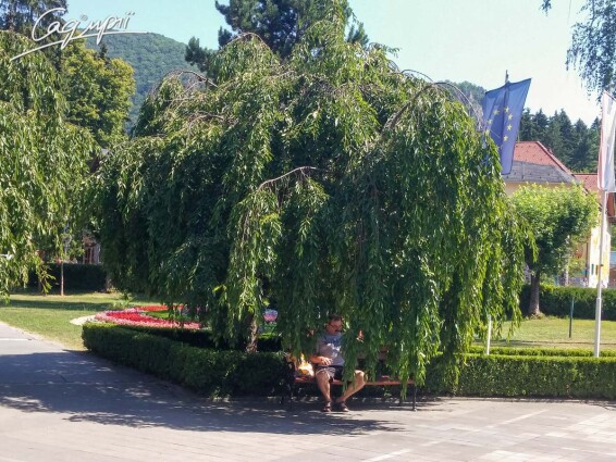 Вишня субхиртела 'Pendula' - 4