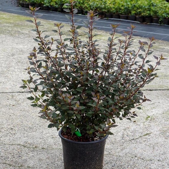 Пухироплідник калинолистний 'Little Joker' - 8