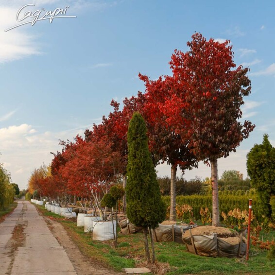 Слива Саржента 'Rancho' #3, WRB 30--35 450-500 St. 200-225 - 14