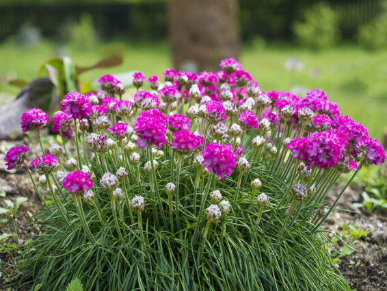 Армерія приморська 'Nifty Thrifty' - 5