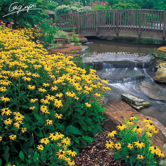 Рудбекія блискуча 'Goldsturm' #3, p9 - - 5