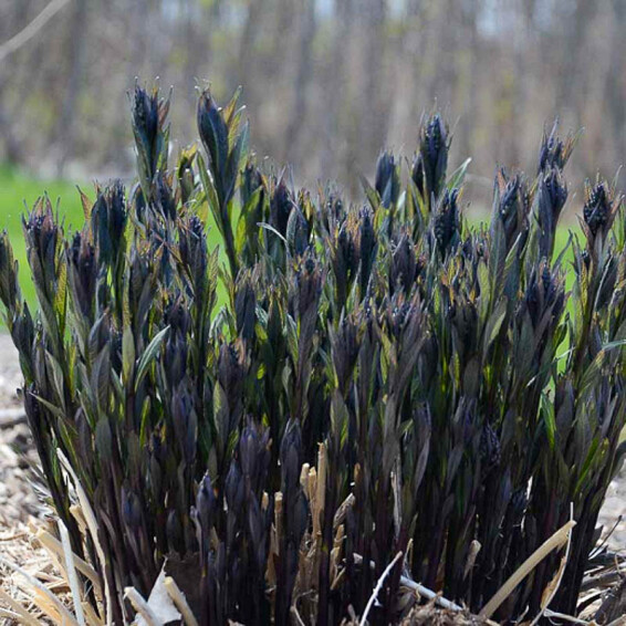 Амсонія табермонтана 'Storm Cloud' - 5 Амсонія табермонтана 'Storm Cloud' - 5