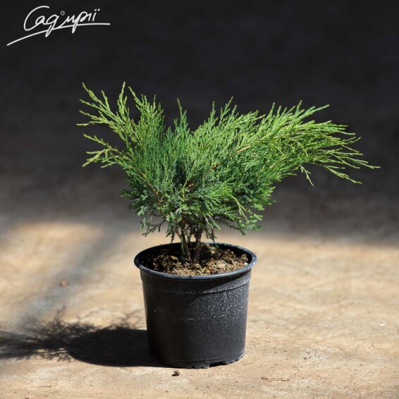 Ялівець козацький 'Blue Sparkle' - 7 Ялівець козацький 'Blue Sparkle' - 7