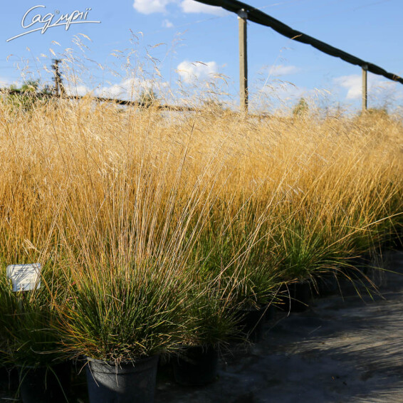 Луговик дернистый 'Goldschleier' - 5