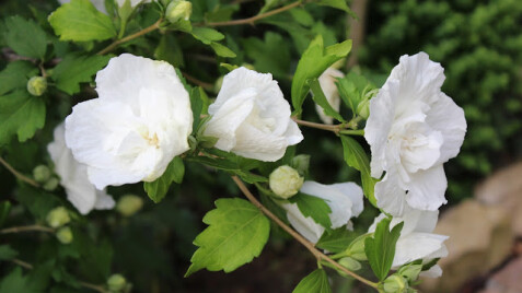 Внимание! С 21/09 по 27/09 - скидки на наши растения