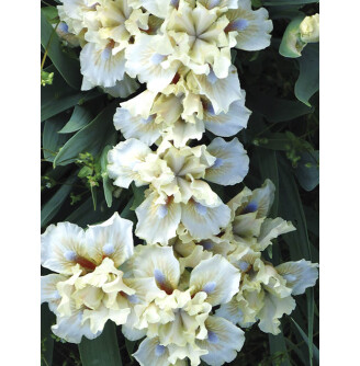 Ирис карликовый 'Caschet'