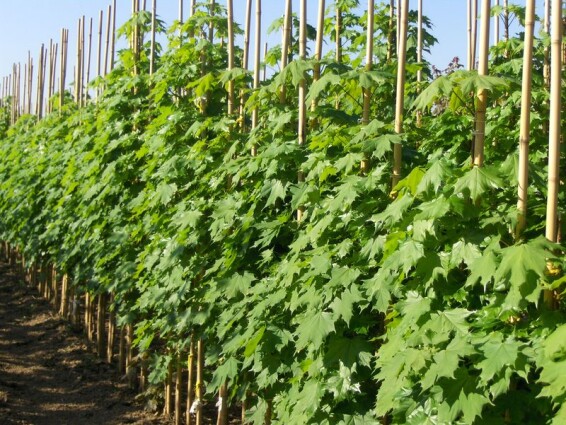 Клен гостролистий 'Columnare' - 2