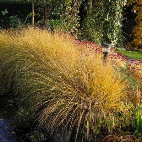 Просо вербовидне: яскраві фарби осені