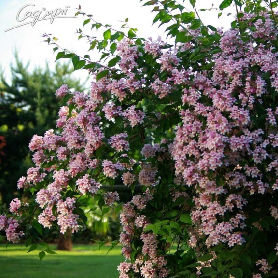 Кольквиция прелестная 'Pink Cloud' - 2 Кольквиция прелестная 'Pink Cloud' - 2