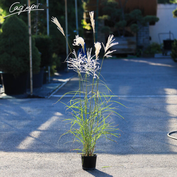 Міскантус китайський 'Ferner Osten', C3 - - 2