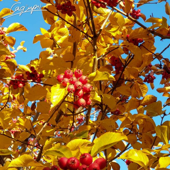 Глід сливолистий 'Splendens' #6, WRB 20--25 400-450 St. 160-180 - 5 Глід сливолистий 'Splendens' #6, WRB 20--25 400-450 St. 160-180 - 5