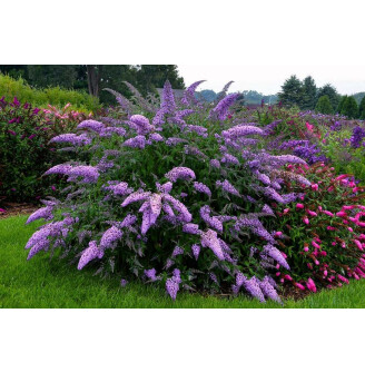 Буддлея Давида 'Nanho Blue' ®