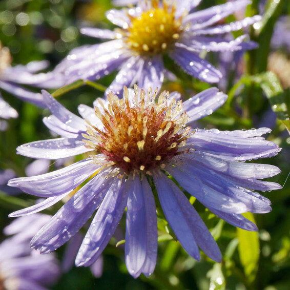 Астра кустарниковая 'Zwergenhimmel' - 1