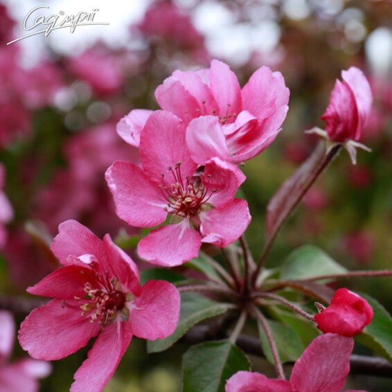 Яблоня 'Royalty' #4, WRB 20--25 350-400 St. 1/2 - 5