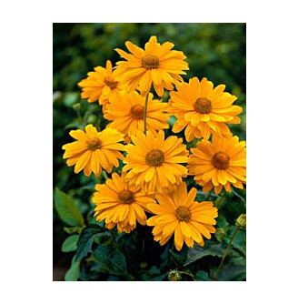 Геліопсис соняшниковидний