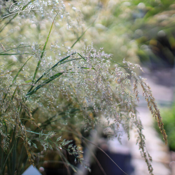 Куничник гостроквітковий 'Overdam' - 2