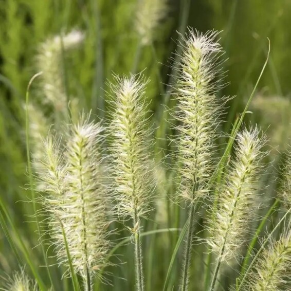 Пенісетум лисохвістний 'Little Bunny' #1, С1.5 - - 2