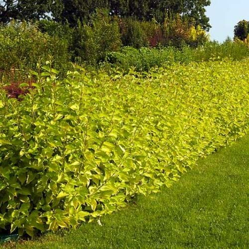 Дерен білий 'Aurea' - 1