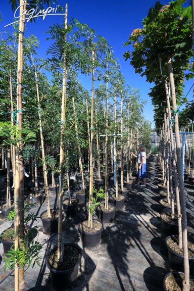 Рябина 'Dodong' #3, C46 10--12 300-350 St. 200 - 1