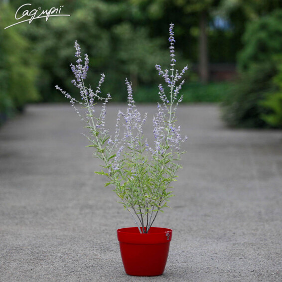 Перовскія лебедолистна 'Lacey Blue' ® - 2