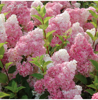 Гортензія волотиста 'Vanille Fraise' ®