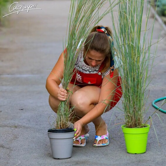 Бородач метельчатый (Схизахириум) 'Prairie Blues' - 4