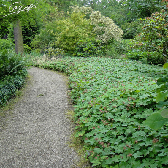 Герань великокорневищна, p9 - - 5 Герань великокорневищна, p9 - - 5