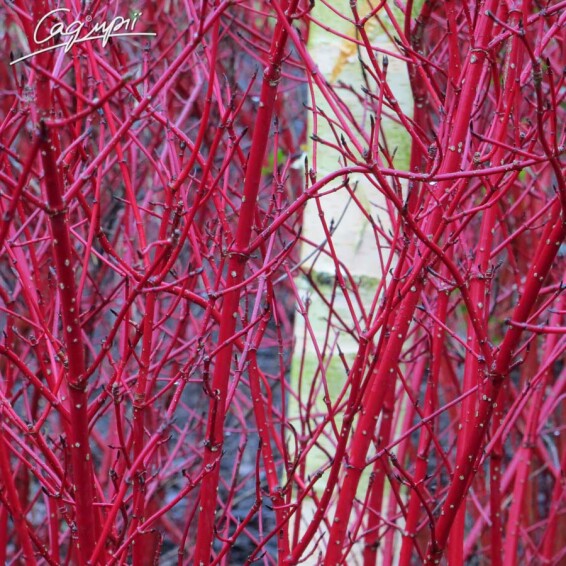 Дерен білий 'Sibirica' солітер - 5