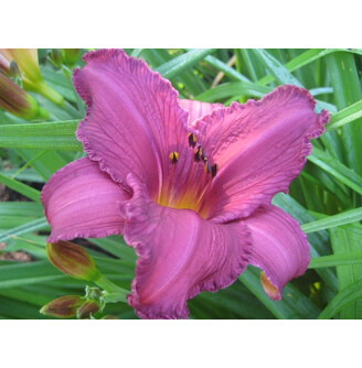 Лилейник 'Summer Wine'