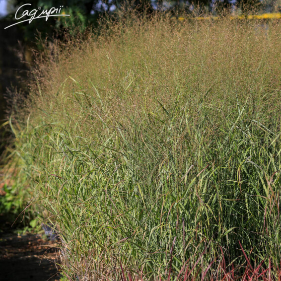 Просо вербовидне 'Strictum' - 4