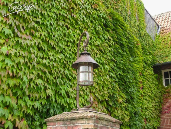 Виноград тригострокінцевий 'Veitchii' - 5