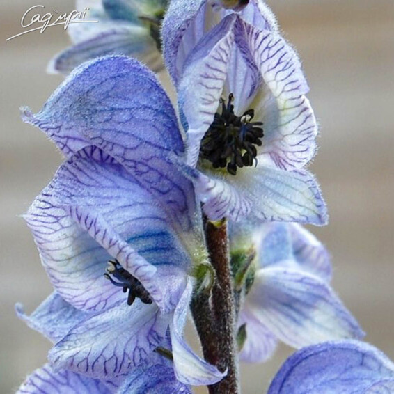 Аконіт клобучковий 'Stainless Steel' - 2