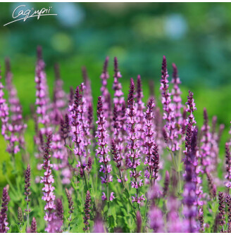 Шавлія лісова 'Sensation Rose'