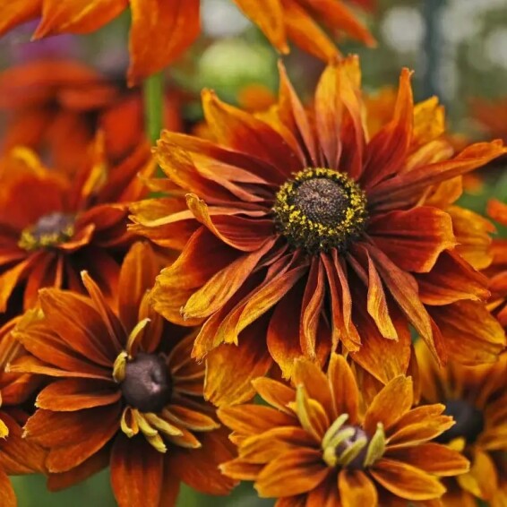 Рудбекия волосистая 'Cherokee Sunset' - 5