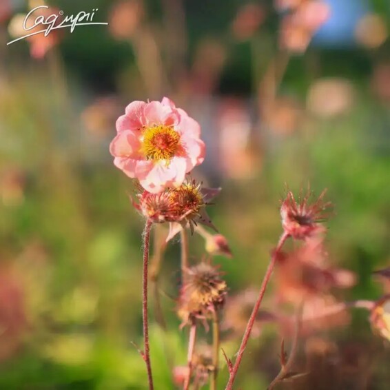 Гравілат чилійський 'Mai Tai' - 2