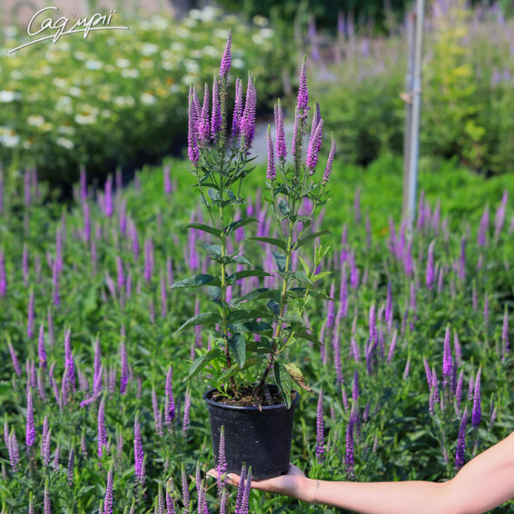 Вероника длиннолистная 'Eveline', p9 - - 3 Вероника длиннолистная 'Eveline', p9 - - 3