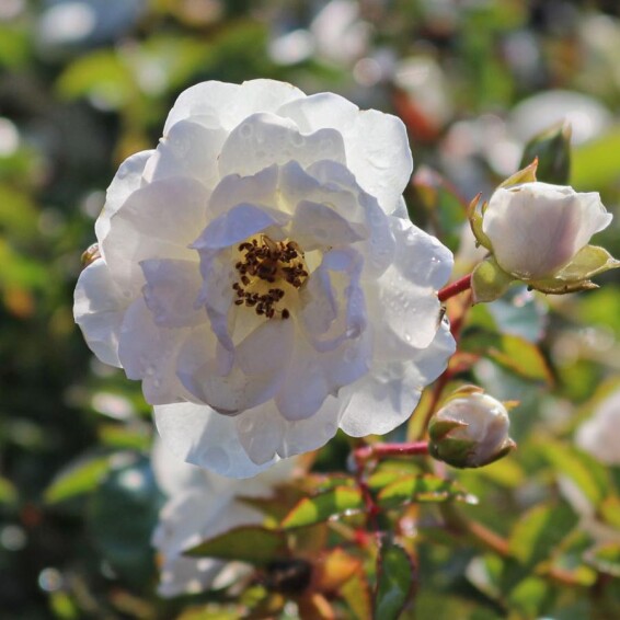 Троянда грунтопокривна 'Swany' - 2 Троянда грунтопокривна 'Swany' - 2