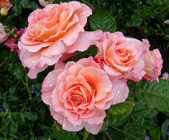 Роза английская парковая 'Augusta Luise' - 7