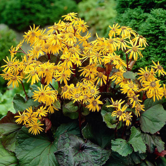 Бузульник зубчатый 'Othello' - 1