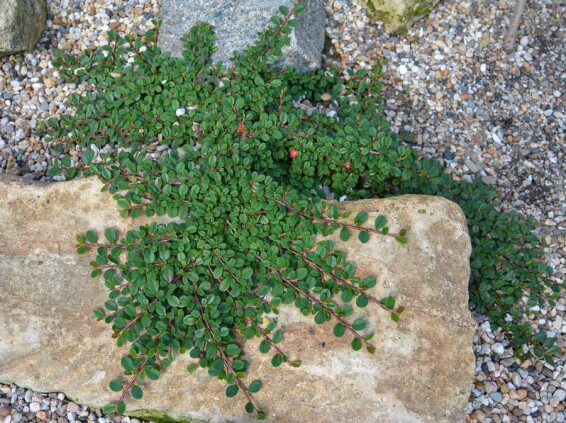 Кизильник лежачий 'Streib's Findling' - 2