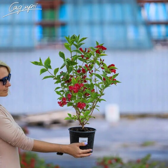 Вейгела квітуча 'Moulin Rouge' #5, С7 - - 1