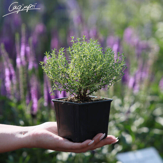 Тимьян обыкновенный 'Compactus' - 2