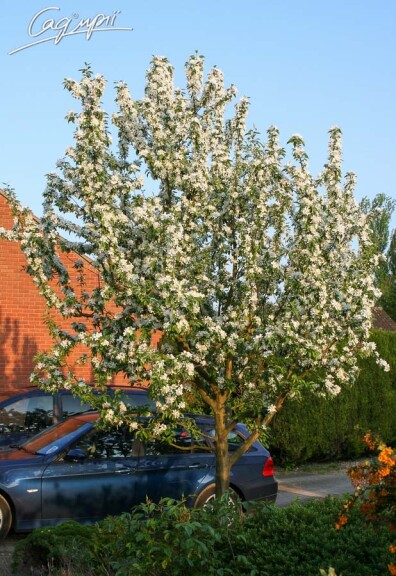 Яблуня 'John Downie' - 6