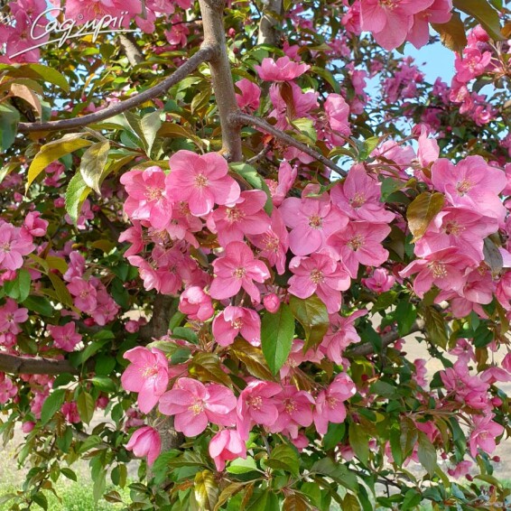 Яблуня Недзвецького - 2