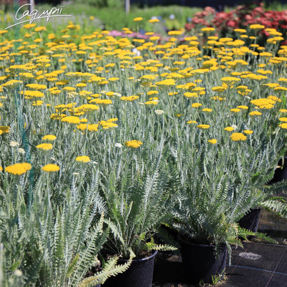 Тысячелистник таволговый 'Schwellenburg', p9 - - 1 Тысячелистник таволговый 'Schwellenburg', p9 - - 1