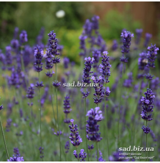 Лаванда вузьколиста 'Hidcote'
