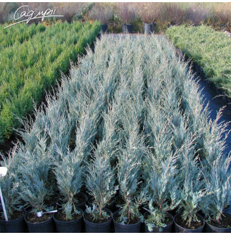 Ялівець скельний 'Moonglow'