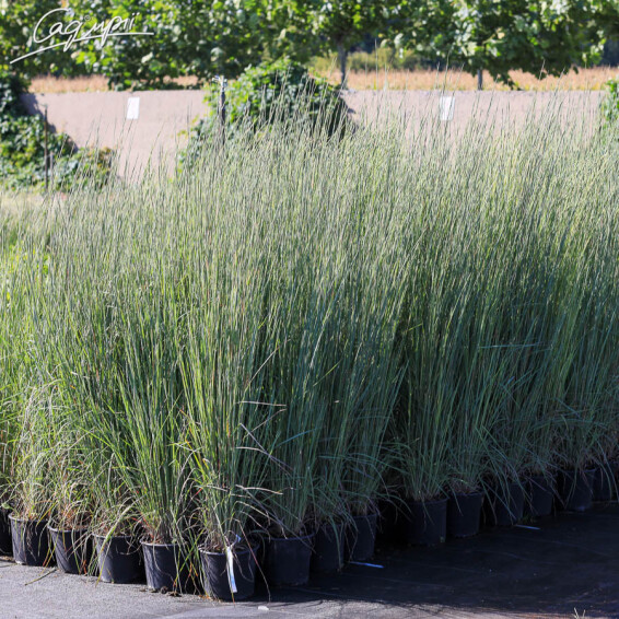 Бородач Жерарда - 1 Бородач Жерарда - 1