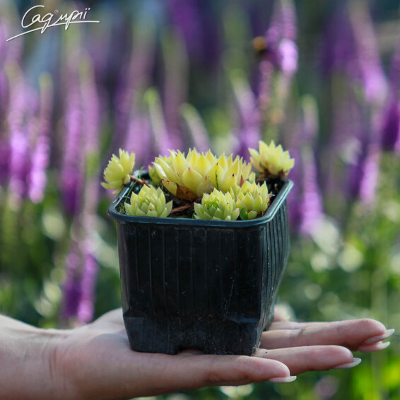 Молодило гірське 'Ornatum' #1, p9 - - 2