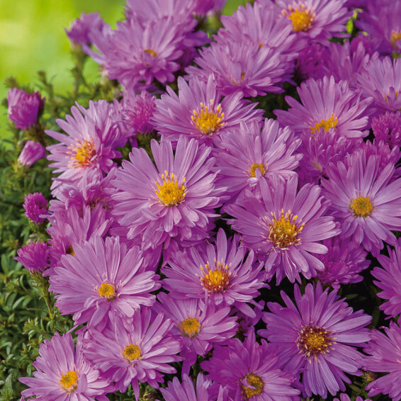 Астра кустарниковая 'Anneke' #1, p9 - - 5